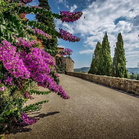 S.andrea *